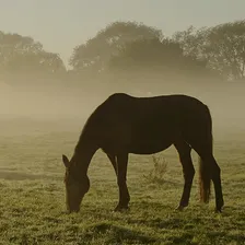 Monitoring<br/>Pastwiska