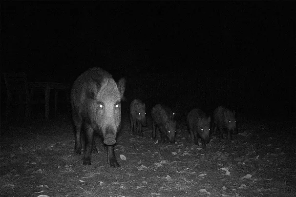 Fotopułapka GSM Kamera Leśna z Panelem Solarnym ORLLO HUNTERCAM 5