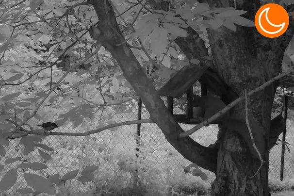 Fotopułapka GSM Kamera Leśna ORLLO HUNTERCAM 3 + GRATIS chmura